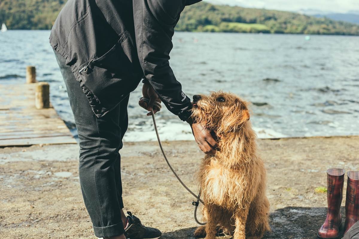 Can Dog Smell Early Pregnancy